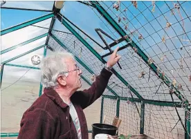  ?? MARY LEACH THE ASSOCIATED PRESS ?? George Reberio Brooks Jr. in a greenhouse on his orchard in Tewksbury, Mass. The owner of Green Hollow Orchards, who has more than 45 years’ experience growing fruits and vegetables, has grown apples, tomatoes and other plants for local farmers markets.