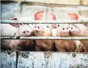  ?? T-LORIEN / GETTY ?? Las granjas porcinas deberán extremar las medidas de vigilancia