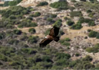  ?? ?? A griffon vulture flies over the hills near the village of Korfi, Cyprus. REUTERS/Yiannis Kourtoglou