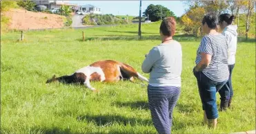  ??  ?? Blue was felled in his paddock with one shot to the heart.