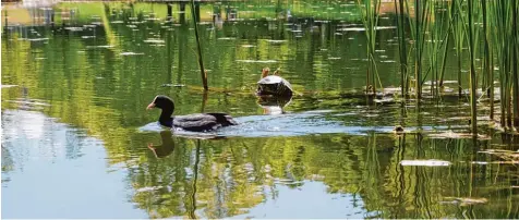  ?? Foto: Severin Werner ?? Ein schönes Bild vom vergangene­n Sommer: Damals badete die Wasserschi­ldkröte noch munter im See auf dem Universitä­tscampus. Doch den kalten deutschen Winter hat das exotische Tier nicht überlebt.