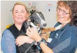  ?? Photo / David Haxton ?? Waikanae Lodge activities coordinato­r Clare Farrell (left) and laundry manager Gina Mabey with Huha dog Wonka who needs a forever home.