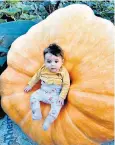  ??  ?? After Halloween, friends and family will be able to enjoy slices of the giant pumpkin