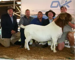  ??  ?? BELOW: The highest-priced Boer Goat ram, which sold for R65 000, with (from left): Mario Kruger (OVK), Leonard du Raan (seller), Pieter Smith (buyer), André van Zyl (auctioneer) and Leon du Raan (seller).
