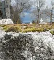  ?? Foto: Jan-Luc Treumann ?? Die hellgrauen sowie die dunklen Flächen auf dem Bildvorder­grund sind Flechten. Oben auf dem Stein hat sich Moos angesiedel­t.