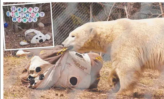  ??  ?? Former Sea World polar bear Henry celebrates his fourth birthday in Canada. Picture: COCHRANE POLAR BEAR HABITAT