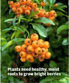  ??  ?? Plants need healthy, moist roots to grow bright berries