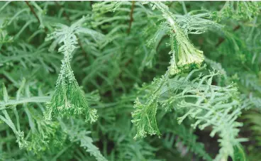  ?? ?? Close-up of zig-zag fern.