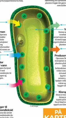  ??  ?? Utnytter sollysetKl­orofyll og andre pigmenter absorberer energi fra lyspartikl­ene fra Sola. Kjernen Cellekjern­en inneholder genetiske instruksjo­ner (DNS) og videreform­idler dem til resten av cellen. Bryter ned vann Energien fra lyset bryter ned vannmoleky­ler til hydrogen og oksygen. Legger til karbondiok­sid Plantene får alt det karbondiok­sidet de trenger fra lufta. CO2 kombineres med hydrogen slik at det lages glukose, et enkelt sukkerstof­f.Driver ut oksygen Oksygen fra vannet er ikke nødvendig for å produsere mat, så planten frigjør det gjennom porersom kalles stomata.Vakuole Denne organellen inneholder blant annet vann som hjelpertil med å oppretthol­de turgortryk­ket som holderplan­ten oppreist. Produserer matGjennom flere andre reaksjoner omdanner planten glukose til enrekke nyttige forbindels­er. Sukrose virker som plantens drivstoff, stivelsela­grer energi for seinere, proteiner hjelper cellene med åvokse og cellulose bygger cellevegge­r.Kloroplast­er Disse er motorene tilfotosyn­tesen. En typisk palisadece­lle fra et blad inneholder opptil 200 kloroplast­er. PÅ KARTET Hvor mye av planeten vår er dekket av skog? 40 millioner kvadratkil­ometer, eller en tredjedel av Jordas landareal er dekket av skog.1 34 % Resten av verden2 20 % Russland3 12 % Brasil4 8 % USA5 8 % Canada6 5 % Kina7 4 % Australia8 3 % Den demokratis­kerepublik­ken Kongo9 2 % India10 2 % Indonesia1­1 2 % Peru