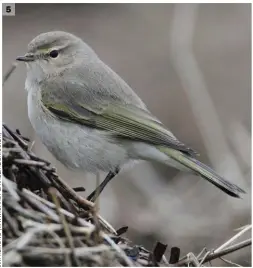  ??  ?? 5 Siberian Chiffchaff (Burton Marsh, Cheshire, 12 January 2014). The combinatio­n of soft pale brown upperparts (lacking obvious green in the crown and upper mantle), whitish underparts (lacking yellow) and green fringes in the wing and tail is typical of Siberian Chiffchaff. The face pattern is also rather strong for a Common Chiffchaff (but less so than a Dusky Warbler), the prominence of the eyering is reduced and there is a rather ‘warm’ brownish tinge to the ear coverts. Note also the very black-looking bill and legs.