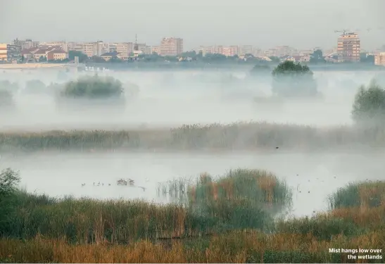  ??  ?? Mist hangs low over the wetlands