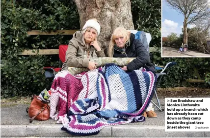  ?? Greg Martin ?? > Sue Bradshaw and Monica Linthwaite hold up a branch which has already been cut down as they camp beside the giant tree (inset above)