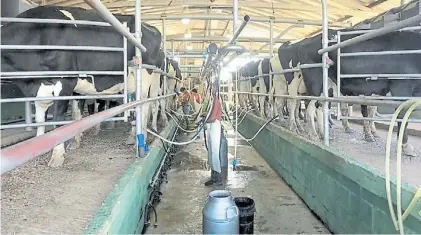  ?? ?? En problemas. Los tamberos recibieron al menos un aumento de 94,4% en el precio de la leche cruda.