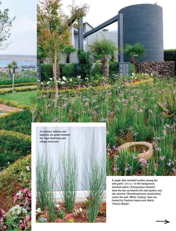  ??  ?? In summer, lobelias and begonias are grown between the Cape thatching reed (Elegia tectorum).