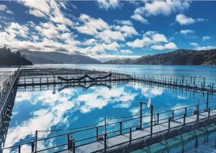  ?? PHOTOS: SUPPLIED. ?? Tough half ahead . . . King Salmon’s Ngamahau salmon farm in the Tory Channel. Right: Rising sea temperatur­es are predicted to affect King Salmon’s secondhalf trading, following a bumper firsthalf profit.
