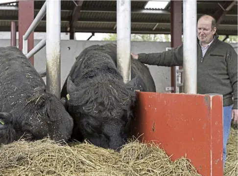  ?? ?? FEEDING TIME: Finlay Munro, new president of the Aberdeen-Angus Cattle Society, at work on his Tain farm.