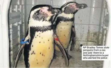  ??  ?? NP Bradley Tomes stole penguins from a zoo and sold them to a Nottingham­shire buyer who alerted the police