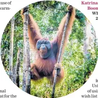  ?? ?? See orangutans in Borneo.