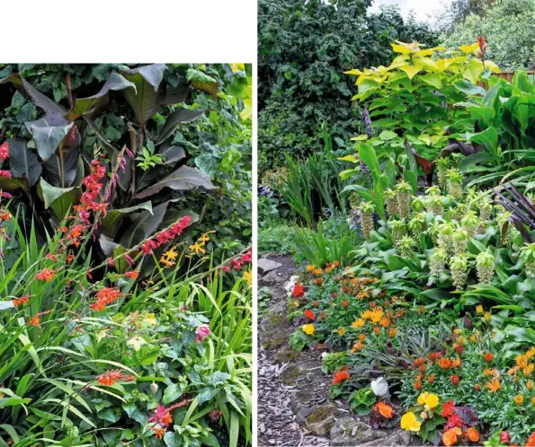  ??  ?? fiery drama (clockwise from above left) Canna ‘Tropicanna Black’ provides a rich backdrop for crocosmia and gladioli; swathes of Eucomis bicolor and E. ‘sparkling Burgundy’ with gazanias and begonias in the hot border; crocosmia frames the lawn; Echeveria elegans; clumps of agapanthus, penstemons, phlox and monardas add splashes of colour