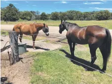  ??  ?? Vic Frost drives Westburn Grant to win the 1991 Australian Pacing Championsh­ip; Ditmas (left) and his mate Westburn Grant, now in his 30s, bask in the sun at Sleepy Hollow; and Ditmas wins on debut.