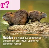  ?? ?? Nutrias
Die Nager aus Südamerika entkamen in den 1930er-Jahren von deutschen Farmen