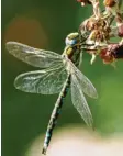  ??  ?? Ein einsamer Brombeer‰Snack für die Li‰ belle, die Herbert Fitzka aus Kissing (bei Friedberg) fotografie­rt hat.