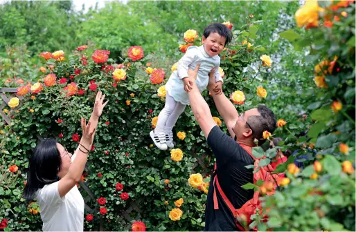  ??  ?? Une famille profite des roses en fleurs dans un parc situé au sein de la Zone de développem­ent économique et technologi­que de Tianjin.