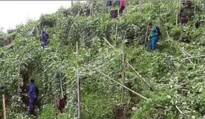  ??  ?? Enforcemen­t officers destroying the crops illegally planted in the forest reserve in Cameron Highlands yesterday. PIC BY MOHD RAFI MAMAT