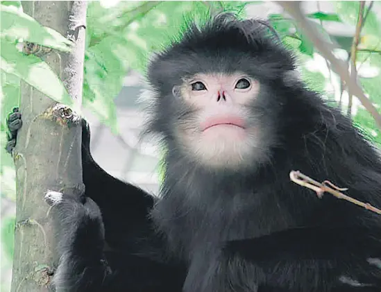  ?? Picture / Zuofu Xiang ?? The snub-nosed monkey sneezes when rain enters its upturned nose so has learned to tuck its head between its knees on rainy days.