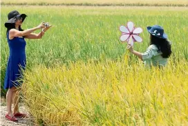  ??  ?? tourists taking photos in the picturesqu­e paddy fields, one of Sekinchan’s main attraction­s.