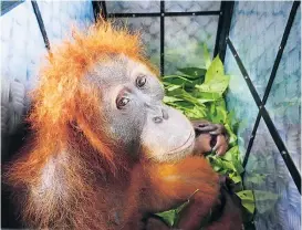  ??  ?? Orang-Utans sind durch die Palmölprod­uktion gefährdet.