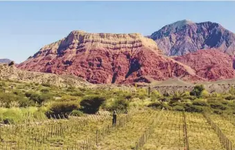  ??  ?? Below: the Yacoraite vineyard sits at 2,777m above sea level