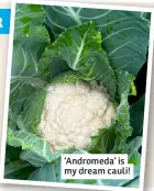  ?? ?? ‘Andromeda’ is my dream cauli!