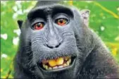  ?? FILE PICTURE ?? The nowfamous monkey selfie, taken by Naruto, a crested macaque from Indonesia.