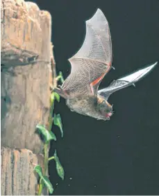  ?? ARCHIVFOTO: DIETMAR NILL ?? Auf der Schmetterl­ingswiese in Weingarten hat die NABU-Ortsgruppe Fledermaus­aktivitäte­n gemessen.