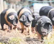  ?? Pictures: SAM ROSEWARNE ?? CONTENTED: Large black and Wessex saddleback pigs and Wiltshire Horn sheep are among the range of stock grown at Our Mates’ Farm.