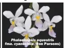  ?? (Ron Parsons) ?? Phalaenops­is equestris fma. cyanochila