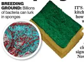  ??  ?? BREEDING
GROUND: Billions of bacteria can lurk in sponges