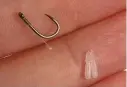  ??  ?? Tie a hair rig with two Quickstops in the loop to trap and secure a large lobworm.