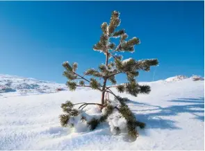  ?? ?? A Scots pine seedling stands proud in the snow.