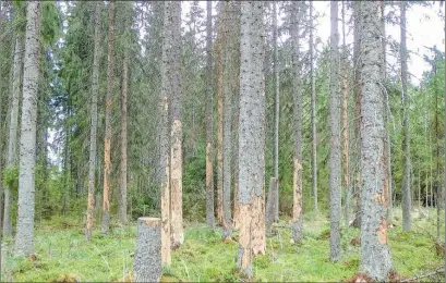  ?? ?? Las imágenes fueron captadas el Círculo Polar Ártico en la Laponia finlandesa. Fotos Afp