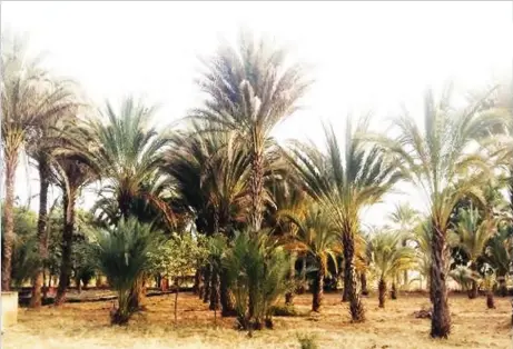  ??  ?? Date palm plantation in Jigawa