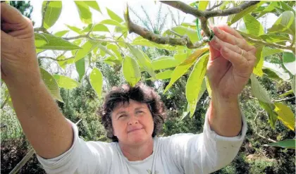  ??  ?? Doubtless Bay entomologi­st Dr Jenny Dymock says Australian winged we¯ ta¯ are in Northland to stay, but how widespread the biting insect is has yet to be determined.