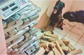  ?? Divulgação/PCERJ ?? Cães farejadore­s localizara­m carga de 600 quilos de maconha