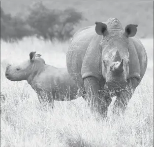  ?? WASHINGTON POST-BLOOMBERG ?? A rhino and calf are raised on a ranch in South Africa. The $1.1 billion recreation­al hunting industry in South Africa is defended as a vital source of revenue in the fight against poaching. A Connecticu­t bill would have forbade importatio­n of some animal trophies.