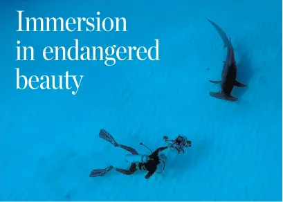  ?? WONDERSOFT­HESEA3D.COM PHOTOS ?? Director of photograph­y Gavin McKinney gets up close with a hammerhead shark to make the film Wonders of the Sea 3D.