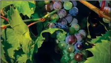  ?? Courtesy Photo ?? Oklahoma State University is starting the Grape Library of Viticultur­e Extension to study the performanc­e of grape varieties.