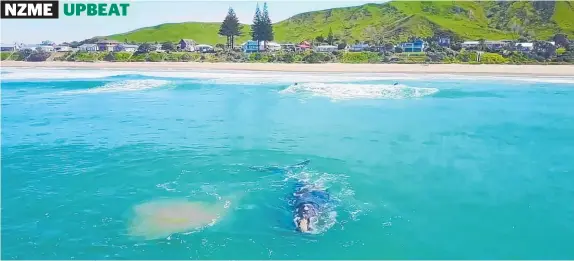  ?? Photo / Ian Ruru ?? The southern right whale/tohara was metres away from surfers at Wainui Beach near Gisborne yesterday.