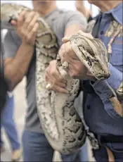  ?? J. PAT CARTER / ASSOCIATED PRESS 2013 ?? A snake hunter displays a captured 13-foot Burmese python for the media before heading out in an airboat for the 2013 Python Challenge in the Everglades.