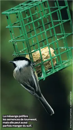  ??  ?? La mésange préfère les semences de tournesol, mais elle peut aussi parfois manger du suif.